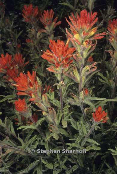 castilleja applegatei ssp pinetorum 2 graphic